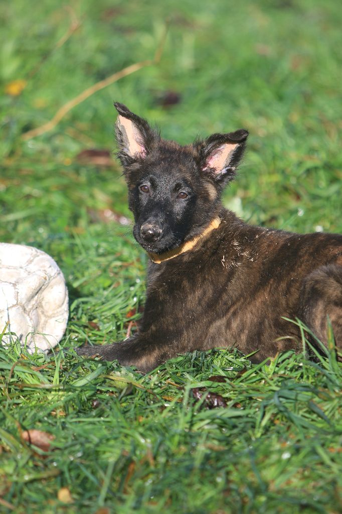 Du Bastion D'Hagalaz - Chiot disponible  - Berger hollandais