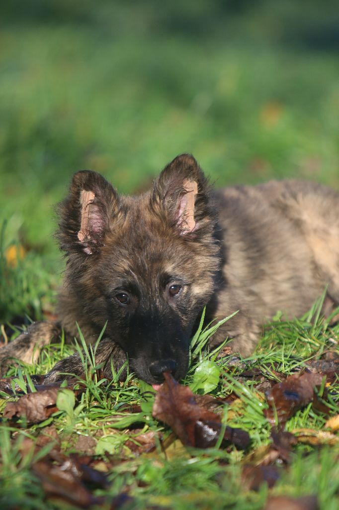 Du Bastion D'Hagalaz - Chiot disponible  - Berger hollandais