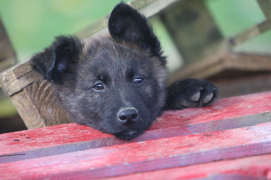 Du Bastion D'Hagalaz - Chiot disponible  - Berger hollandais