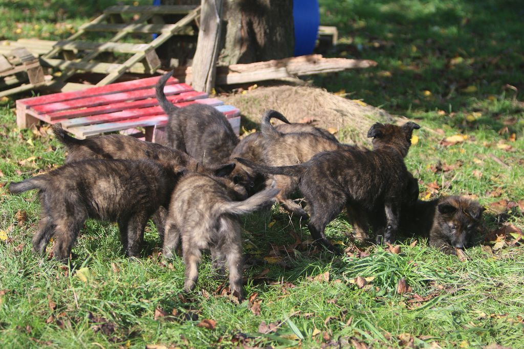 chiot Berger hollandais Du Bastion D'Hagalaz