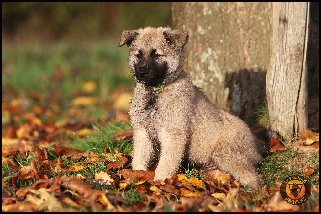 Du Bastion D'Hagalaz - Berger hollandais - Portée née le 29/08/2022